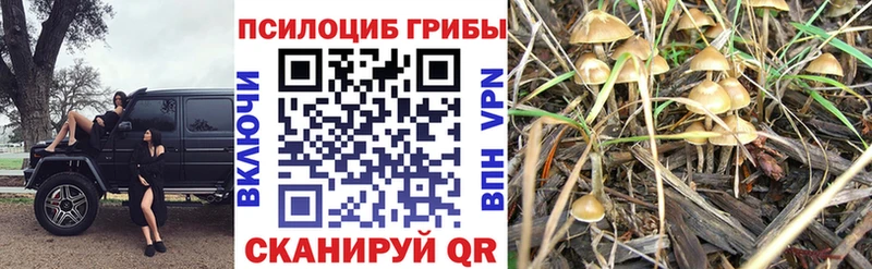 купить   мега ONION  Псилоцибиновые грибы Psilocybine cubensis  Новотитаровская 